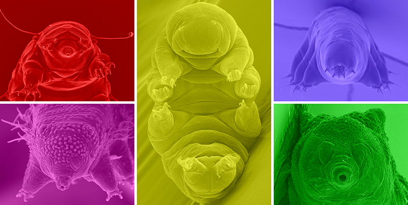 A collage of artificially coloured, high resolution Scanning Electron Microscopy (SEM) images showing faces of various tardigrade species. The image could be summed up as "tardigrade hugs & kisses". Copyright: Łukasz Michalczyk, www.tardigrada.net, all rights reserved. CLICK TO ENLARGE THE IMAGE